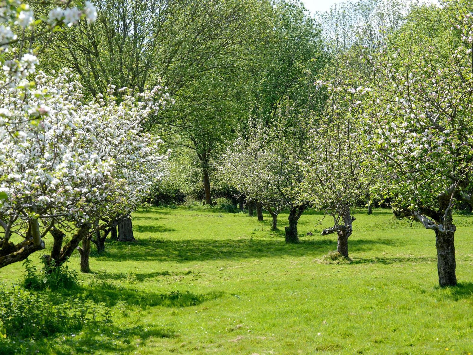 Biddenden Deer Cottage 2 Uk39332 מראה חיצוני תמונה